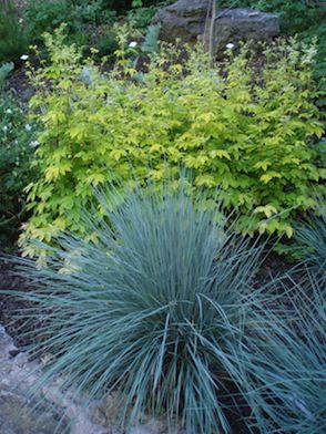 HELICTOTRICHON sempervirens ‘Saphir Prudel’