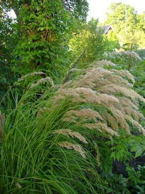 Stipa calamagrostis