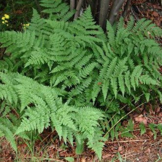 ATHYRIUM filix femina (Fougère femelle)