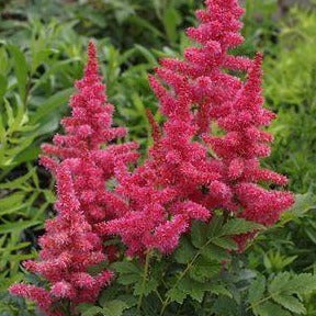 ASTILBE hybride ‘Younique Carmine’