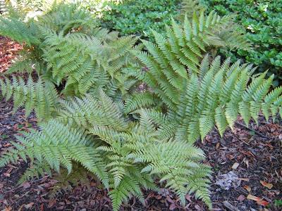 DRYOPTERIS ‘Undulata Robusta’ Mâle