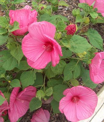 HIBISCUS moscheutos ‘Luna Rose’