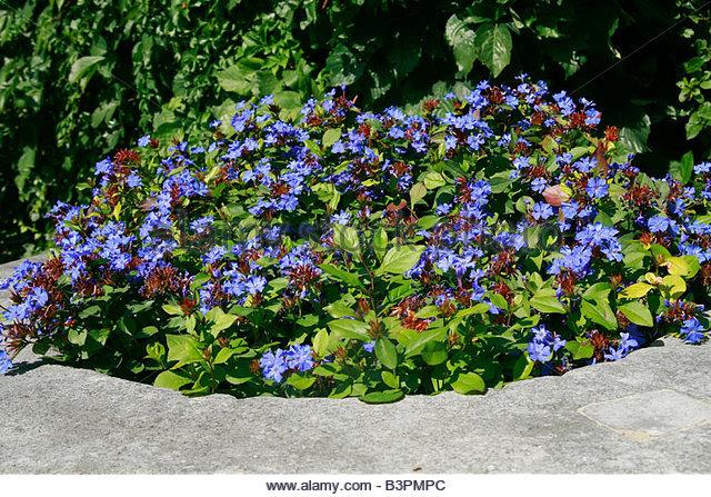 CERATOSTIGMA plumbaginoides Plumbago de Chine