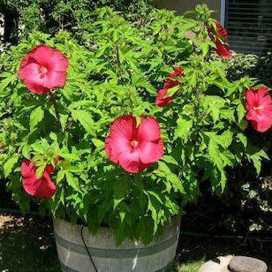 HIBISCUS moscheutos ‘Luna Red’