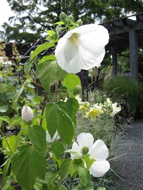 HIBISCUS moscheutos ‘Blue River’