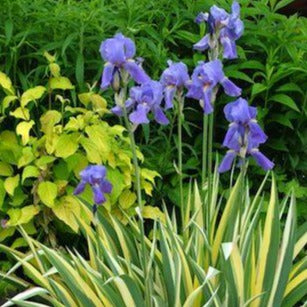 IRIS pallida ‘Variegata’