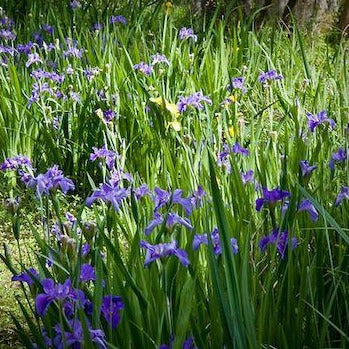 IRIS versicolor