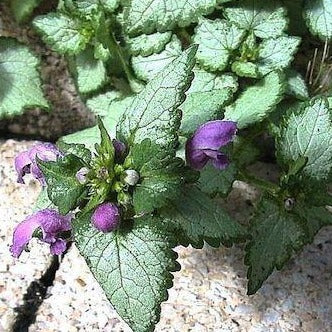 LAMIUM maculatum ‘Beacon Silver’