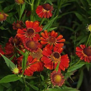 HELENIUM ‘Rubinzwerg’