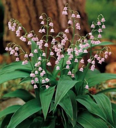 CONVALLARIA majalis ‘Rosea’