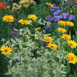 HELIOPSIS scabra ‘Loraine Sunshine’