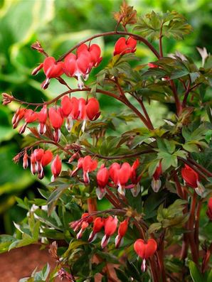 DICENTRA spectabilis ‘Valentine’