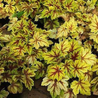 HEUCHERELLA ‘Golden Zebra’