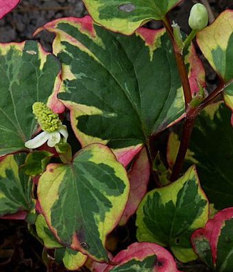 HOUTTUYNIA cordata ‘Chameleon’