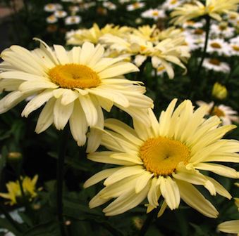 LEUCANTHEMUM ou Chrysanthemum ‘Banana Cream’