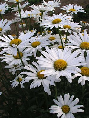 LEUCANTHEMUM ou Chrysanthemum ‘Alaska’