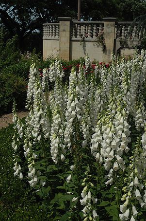 DIGITALIS purpurea ‘Alba’