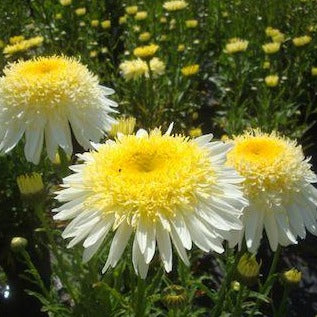 LEUCANTHEMUM ‘Real Glory’