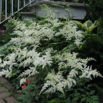 ASTILBE arendsii ‘Bridal Veil’