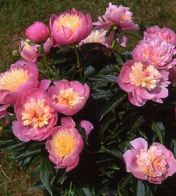 PAEONIA lactiflora ‘Bowl of Beauty’