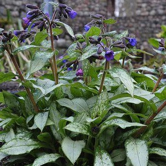 PULMONARIA saccharata ‘Majeste’