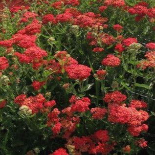 ACHILLEA millefolium ‘Paprika’