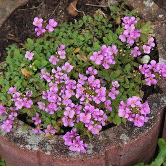 ARABIS caucasica ‘Rosea’