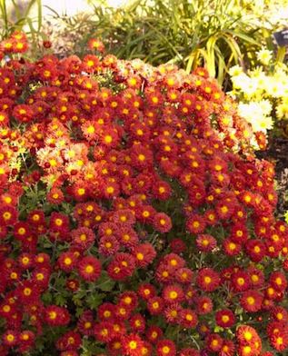 CHRYSANTHEMUM mammoth ‘Dark Bronze’