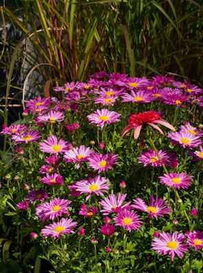 CHRYSANTHEMUM mammoth ‘Dark Pink’