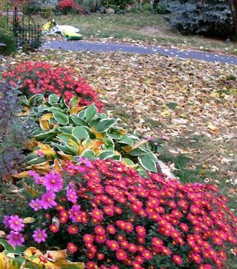 CHRYSANTHEMUM mammoth ‘Red’