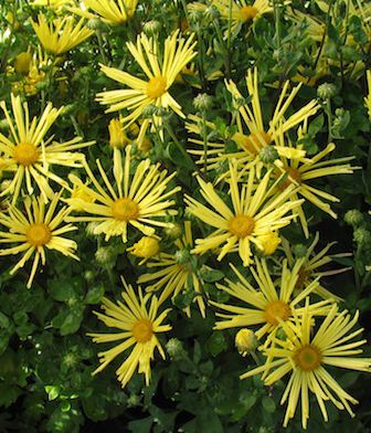 CHRYSANTHEMUM mammoth ‘Yellow Quill’