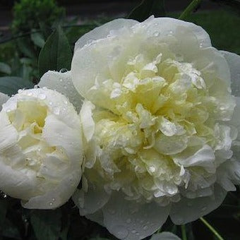 PAEONIA lactiflora ‘Duchesse de Nemours’