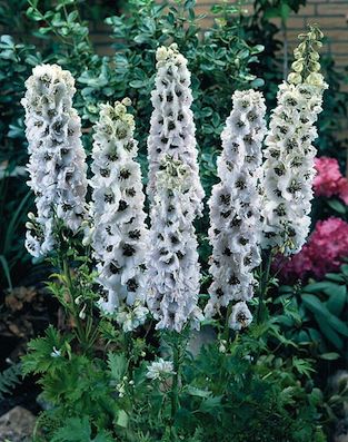 DELPHINIUM magic fountain ‘White’