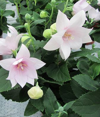 PLATYCODON grandiflorus ‘Astra Pink’