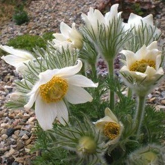 PULSATILLA vulgaris ‘Alba’