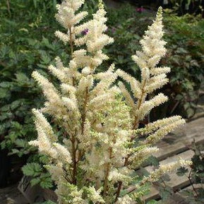 ASTILBE hybride ‘Younique White’