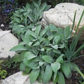 STACHYS byzantina ‘Helene Von Stein’