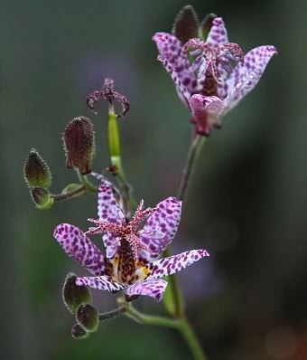 TRICYRTIS ‘Blue Wonder’