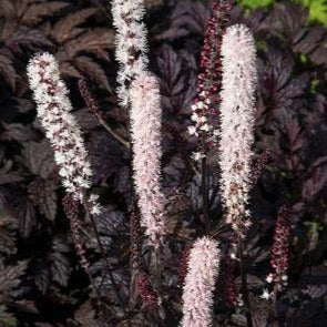 ACTAEA ou CIMIFUGA ramosa ‘Chocoholic’