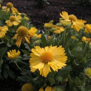 GAILLARDIA grandiflora ‘Mesa Yellow’