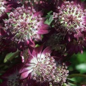 ASTRANTIA major ‘Star of Beauty’