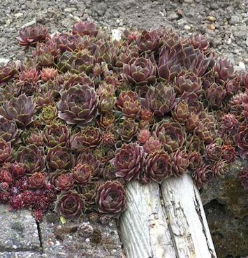 SEMPERVIVUM ‘Commander Hay’