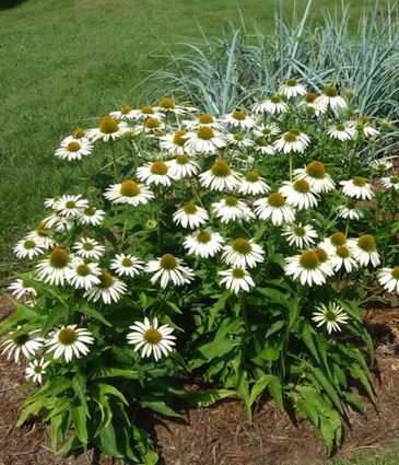 ECHINACEA purpurea ‘Alba’