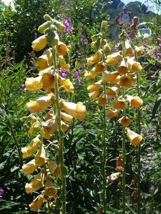 DIGITALIS ambigua grandiflora