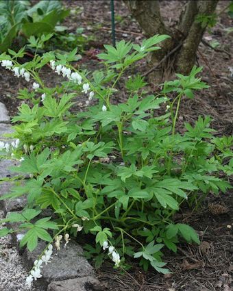 DICENTRA spectabilis ‘Alba’