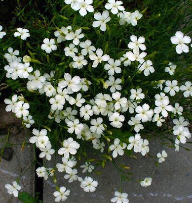 DIANTHUS deltoides ‘Albus’