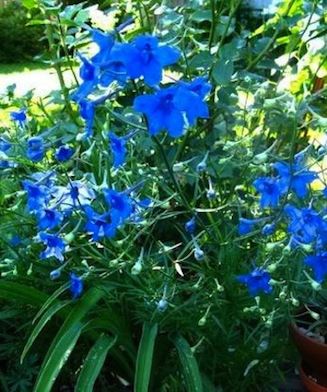 DELPHINIUM grandiflorum ‘Blue Butterfly’