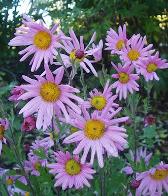 CHRYSANTHEMUM arcticum ‘Red Chimo’