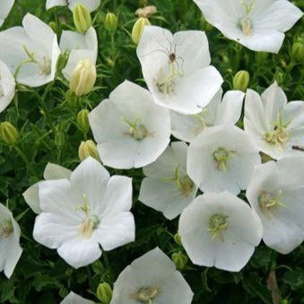 CAMPANULA carpatica ‘White Clips’