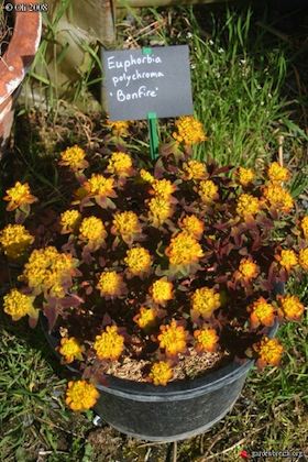 EUPHORBIA polychroma ‘Bonfire’